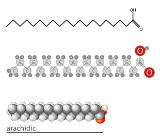 Lipid Monomer = Triglycerides (monomers)