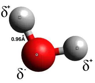A representation of the water molecule, with one oxygen atom attached to two hydrogen atoms. Note how the oxygen atom "steals" a small portion of the electron cloud from the two hydrogen atoms. This renders the hydrogen parts slightly positive and the oxygen portion slightly negative in charge.