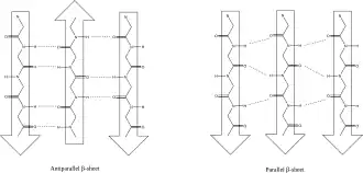Molecular diagram of β-sheets