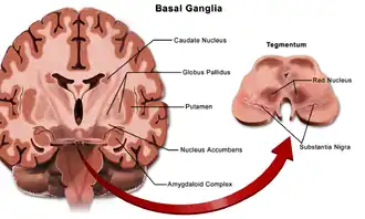 Basal ganglia.