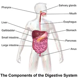 Digestive system.