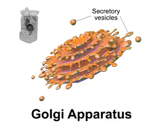 Golgi apparatus.
