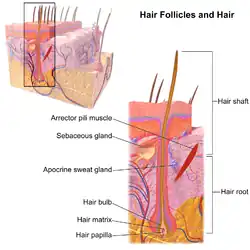 Hair follicle.