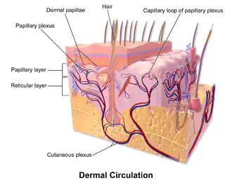 Blood supply of the dermis.