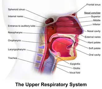 Upper respiratory tract.