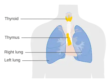Thymus