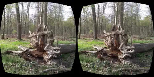 Fallen tree with roots as stereoscopy image for VR headset with smartphone display split for left and right image