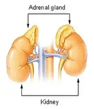 Illu adrenal gland
