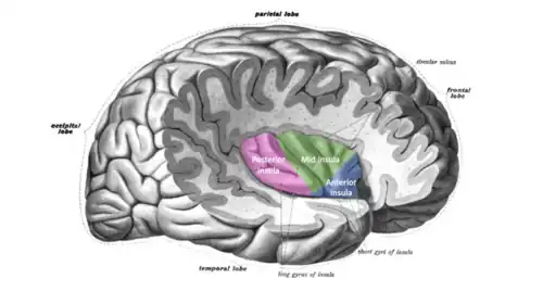Figure 3. Insula region of the brain