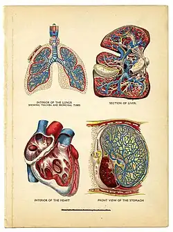 Interior_of_the_heart,_lungs,liver,_and_stomach_from_The_Household_Physician,_1905_(14147401167)