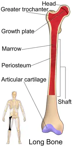 Femur.