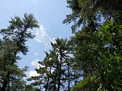 Taken of the top of white pines