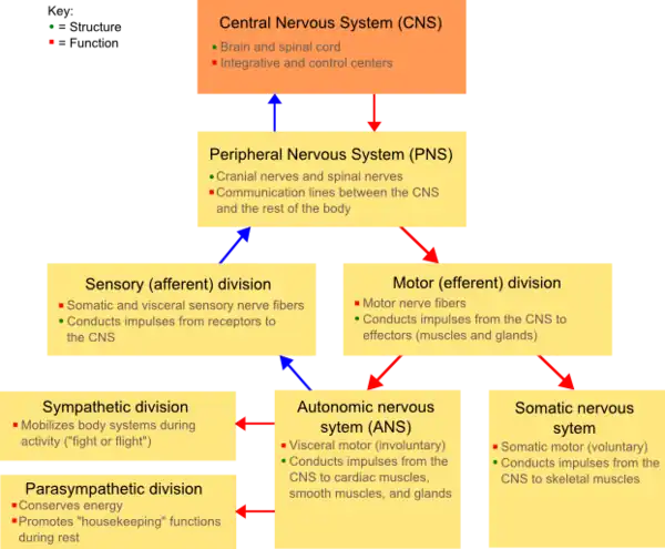 A comprehensive diagram of the Nervous System