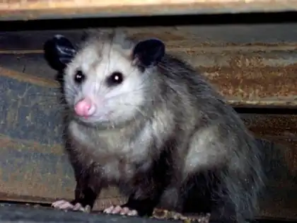 A Virginia Opossum