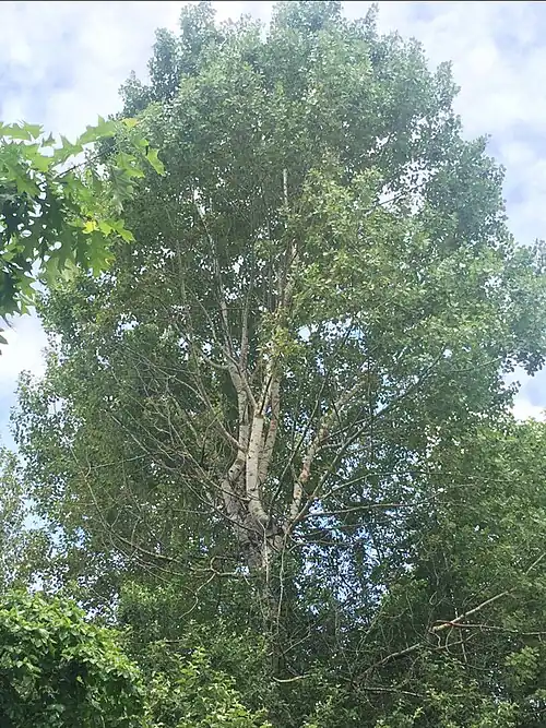 a Paper Birch