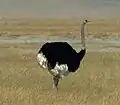 Ostrich